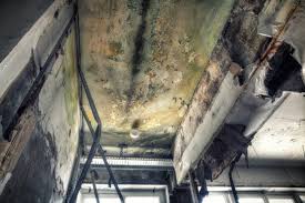 Best Mold Documentation for Insurance Claims in Winnie, TX